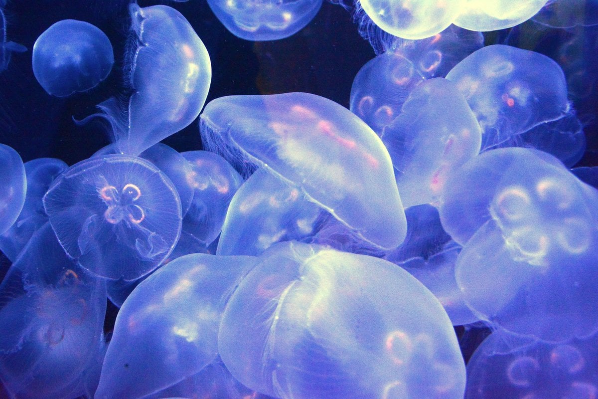 Cabrillo Marine Aquarium - Gallery Image 2